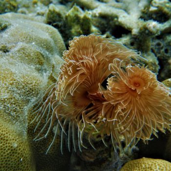koraal Raja Ampat